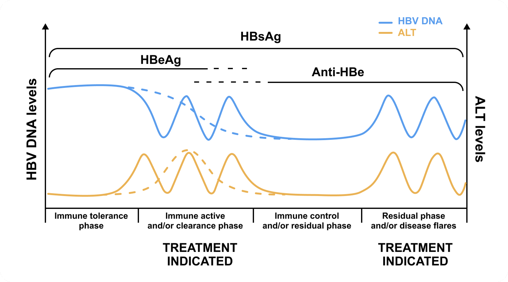 Chronic hepatitis B phases