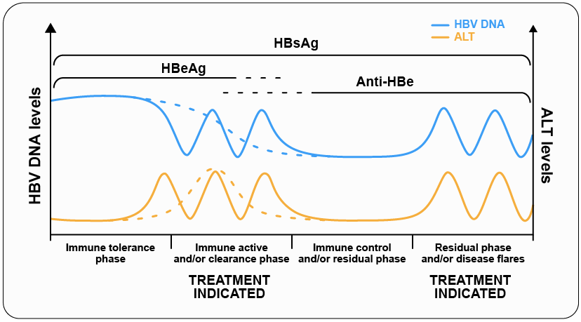 Chronic hepatitis B phases